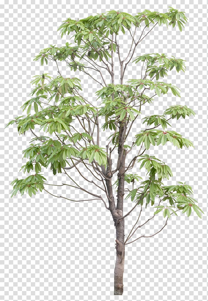 Branch Tree, tmall wedding fair transparent background PNG clipart