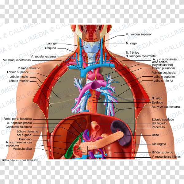 Thorax Abdomen Organ Human body Anatomy, chinese arch transparent background PNG clipart
