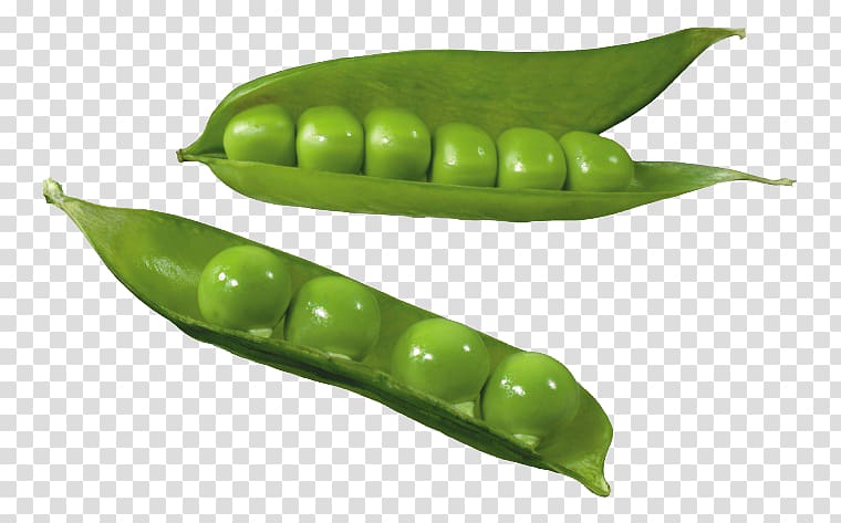 Split pea Silique Common Bean , Green peas with pods transparent background PNG clipart