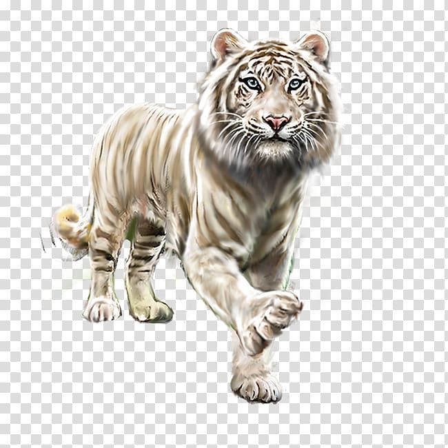 white and brown tiger illustration, White tiger, tiger transparent background PNG clipart