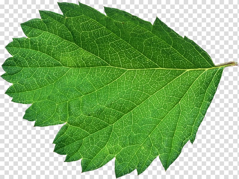 Leaf Green Bladnerv Color, Leaf transparent background PNG clipart