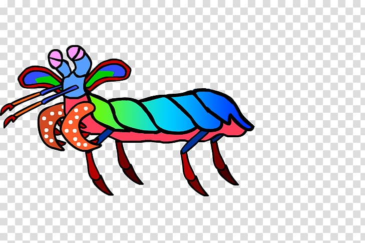 Mantis shrimp Odontodactylus scyllarus Insect , insect transparent background PNG clipart