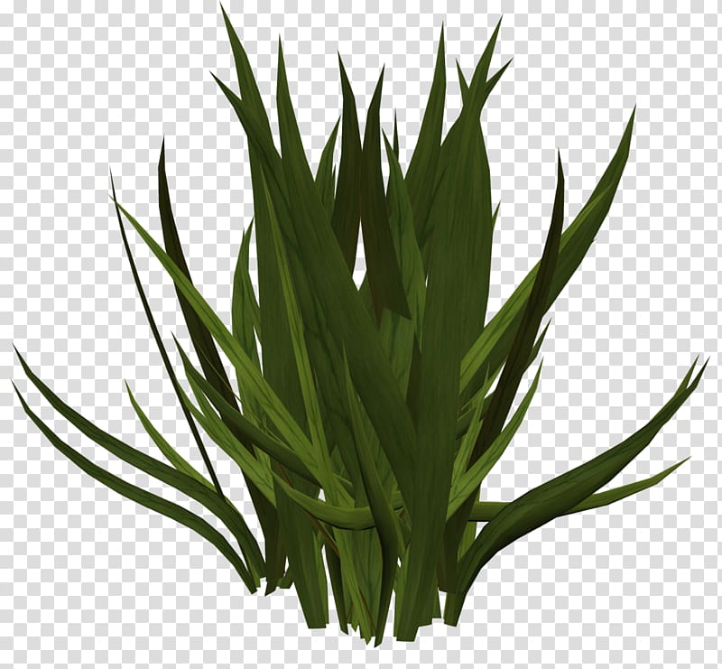 Grass Herbaceous plant Sound , gazania transparent background PNG clipart