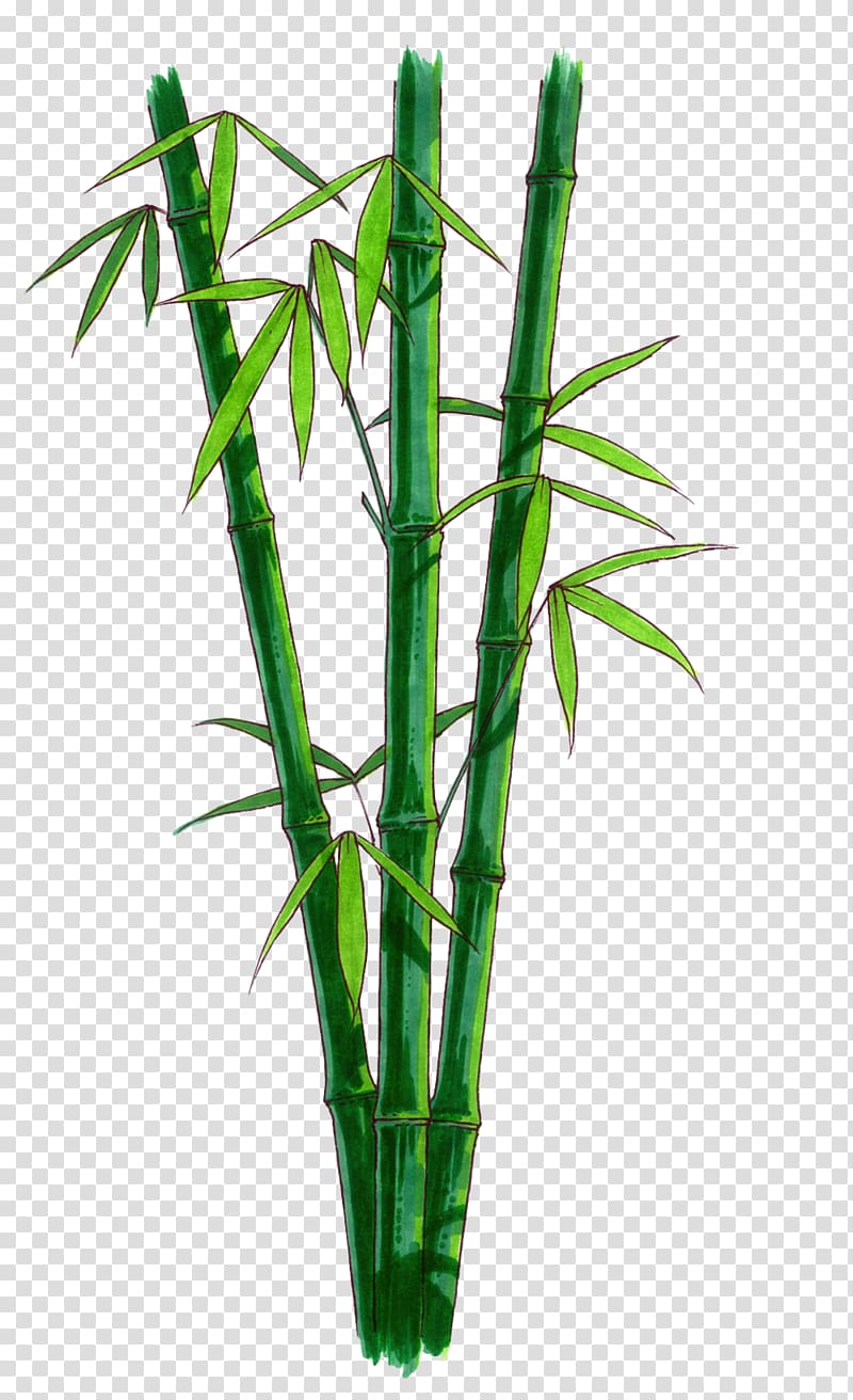 Bamboo Computer Icons , Browse And Bamboo transparent background PNG clipart