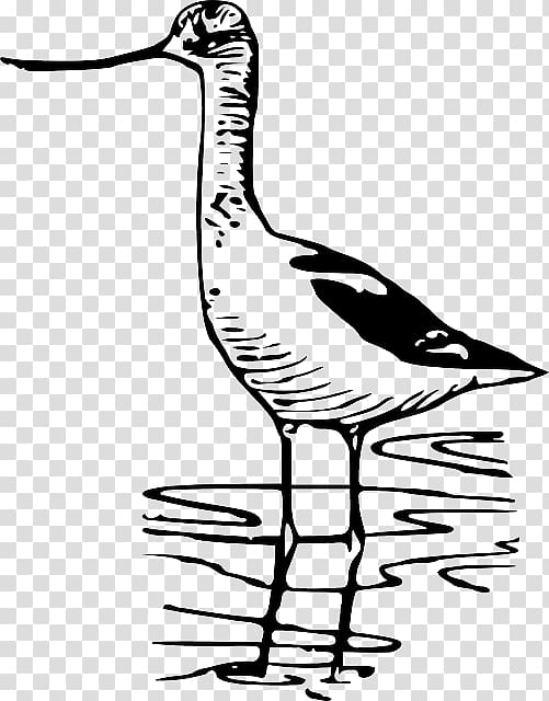 Bird nest Wader Drawing , Bird transparent background PNG clipart