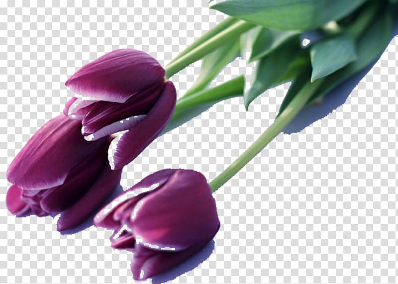 Indira Gandhi Memorial Tulip Garden Tulip mania Flower Purple, Queen of the Night tulips material transparent background PNG clipart