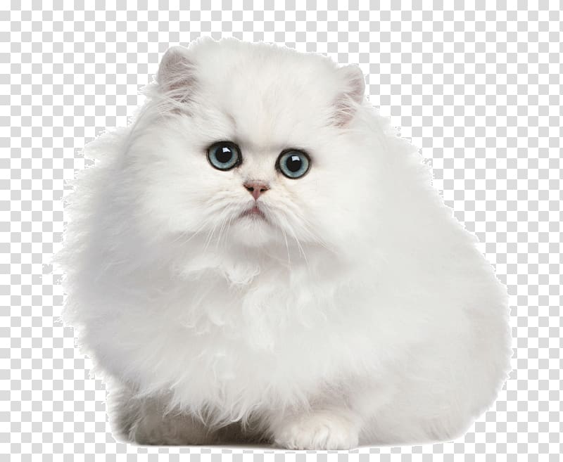 Persian cat Dog Felinae Odd-eyed cat, Adorable white cat transparent background PNG clipart