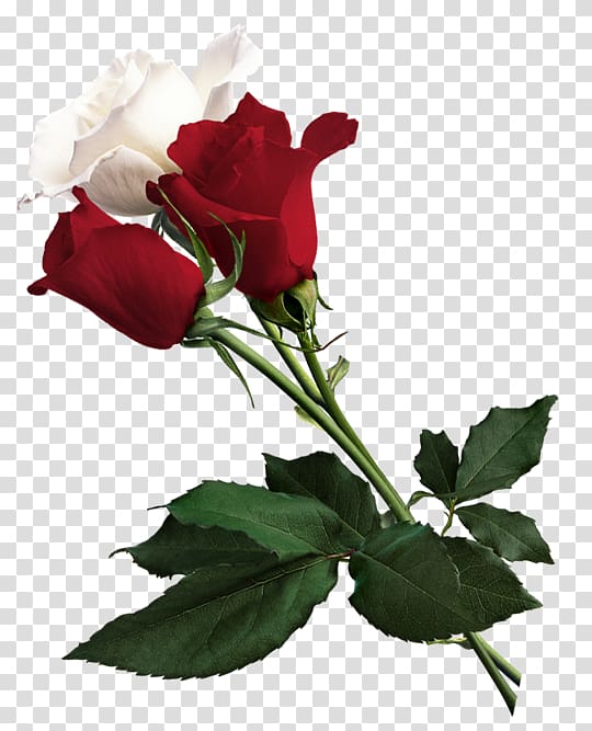 White Rose of York Flower Red White Rose of York, White and Red Roses , red and white roses transparent background PNG clipart