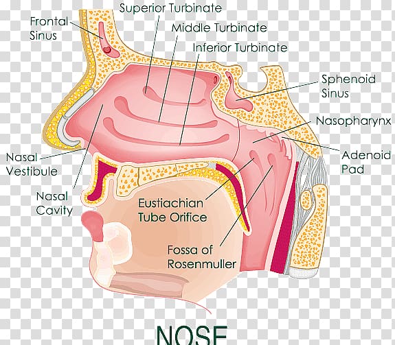 Anatomy of the human nose Nasal cavity Diagram, nose transparent background PNG clipart
