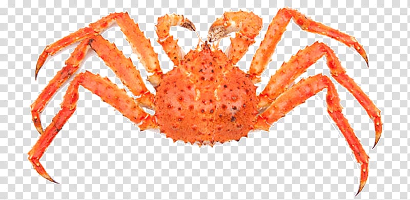 Dungeness crab Red king crab Crayfish, Red King Crab transparent background PNG clipart