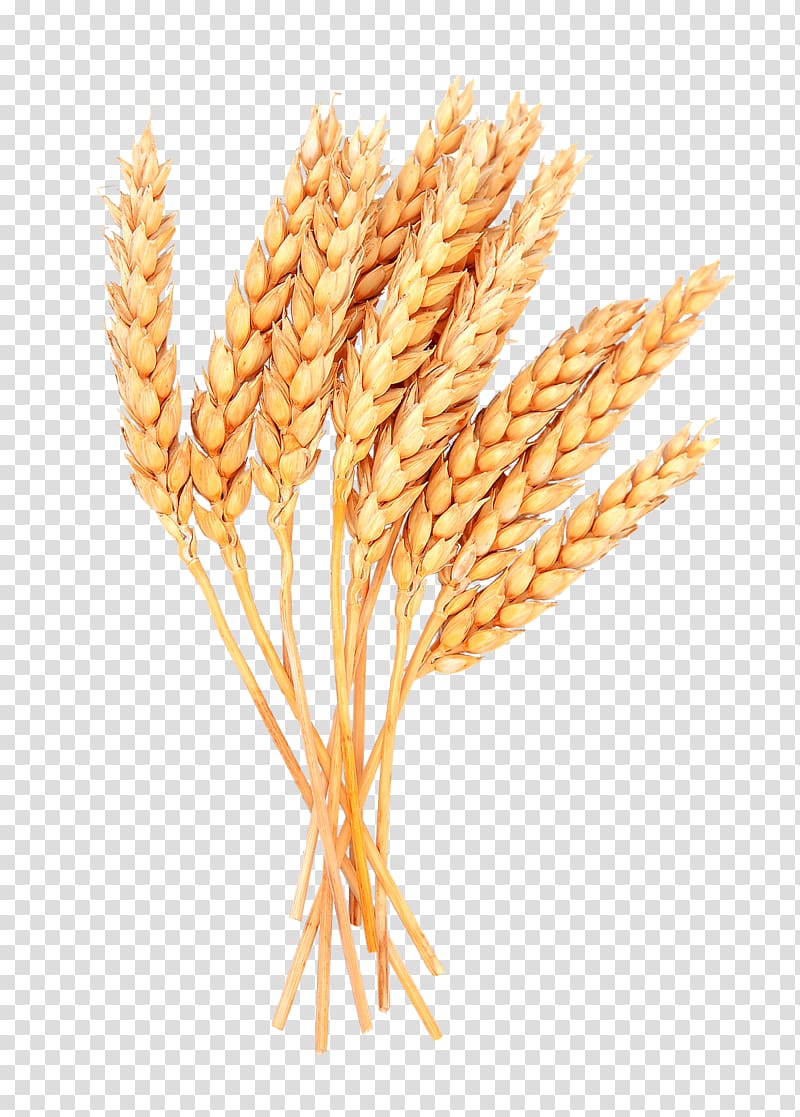 Spelt Sheaf Cereal Grain, ear transparent background PNG clipart