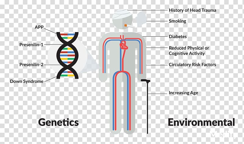 Alzheimer\'s disease Risk factor Heredity Cause, health transparent background PNG clipart