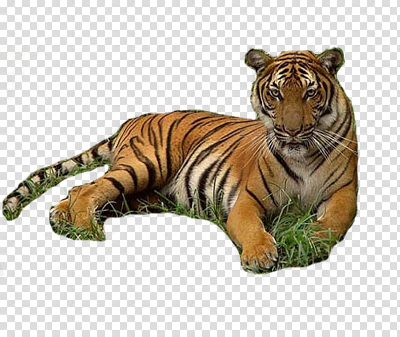 Tiger Werecat , tiger transparent background PNG clipart