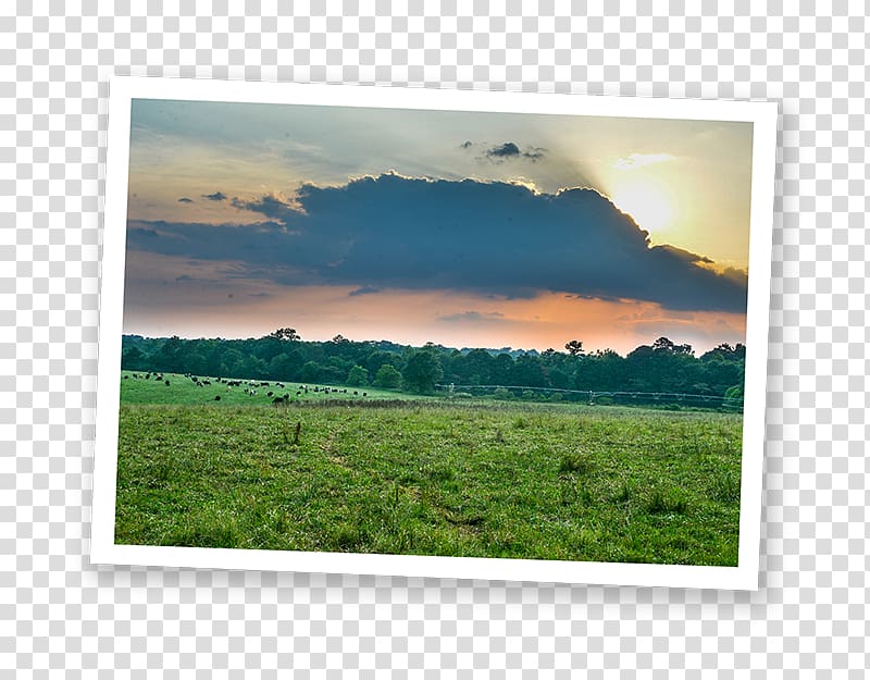 Dairy farming Working Cows Dairy Family farm, Organic Farm transparent background PNG clipart