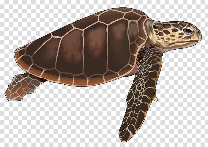 Loggerhead sea turtle Cheloniidae Tortoise Reptile, Green Sea Turtle transparent background PNG clipart
