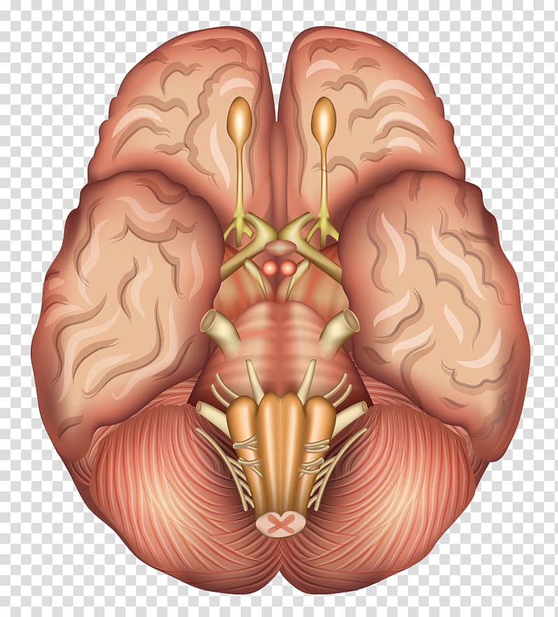 Human brain Anatomy Sagittal plane Pituitary gland, Human brain model transparent background PNG clipart