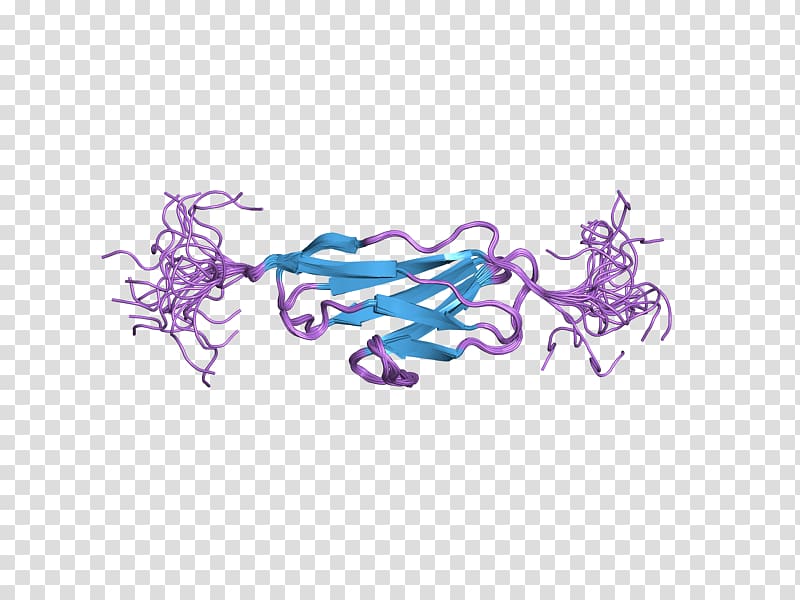 Obscurin Protein Titin Sarcomere Gene, others transparent background PNG clipart