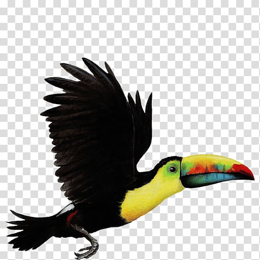 Bird Parrot Toco toucan Choco toucan , Bird transparent background PNG clipart