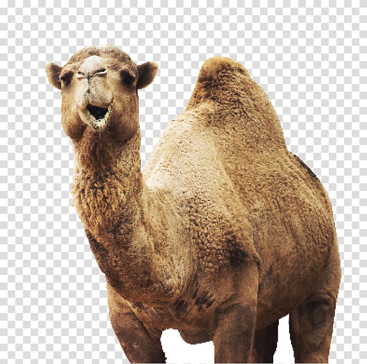 Dromedary Wildlife Animal , others transparent background PNG clipart