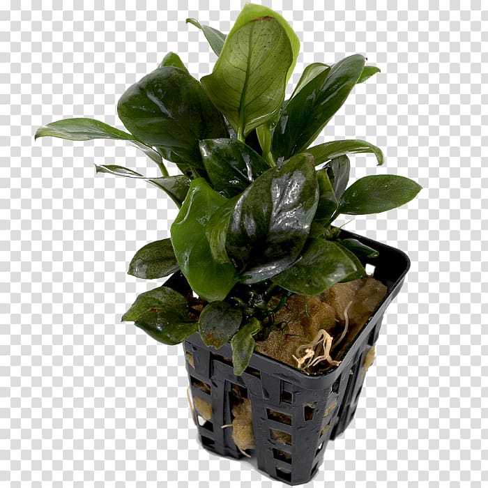 Anubias barteri var. nana Flowerpot Houseplant Bonsai Aquatic Plants, others transparent background PNG clipart