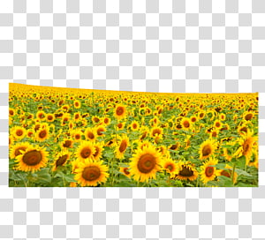 Sunflower Clipart Hd PNG, Sunflower, Sunflower Clipart, Plants Zombies PNG  Image For Free Download