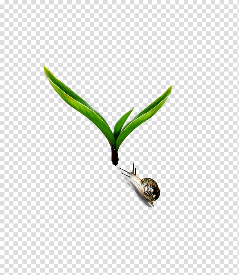 , Beautiful fresh plant snail transparent background PNG clipart