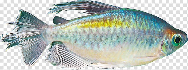 Fish Scale Aquarium , fish transparent background PNG clipart