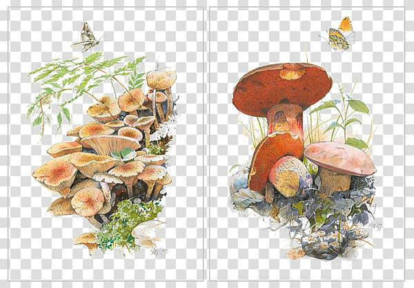 Cartoon Illustrator Illustration, Hand-painted cartoon mushroom material transparent background PNG clipart