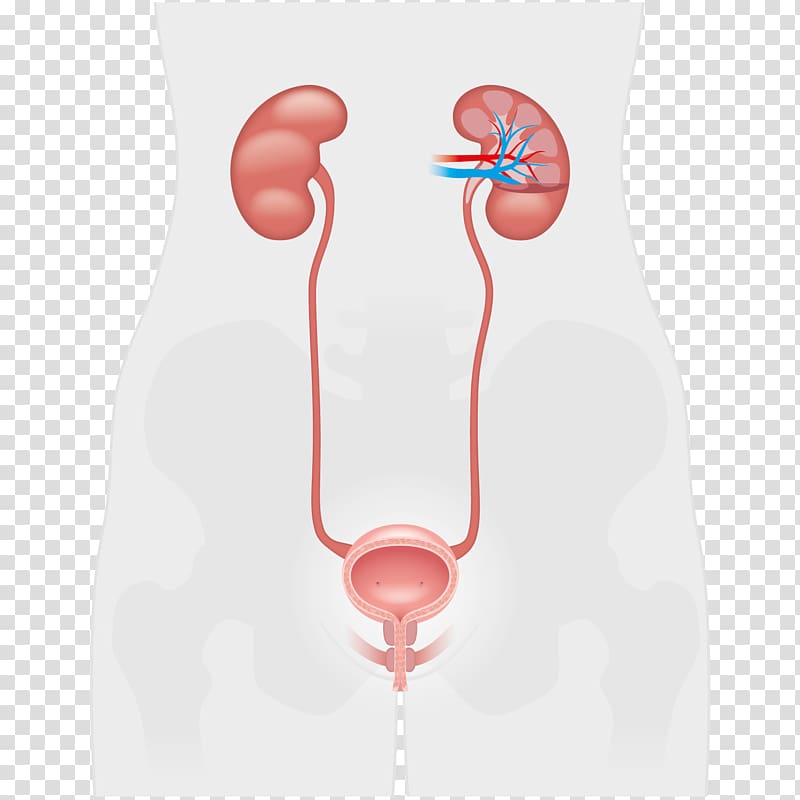 Neck, kidney transparent background PNG clipart