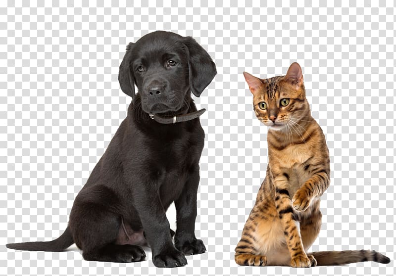 Labrador Retriever Sussex Spaniel Puppy Kitten Cat, pets transparent background PNG clipart