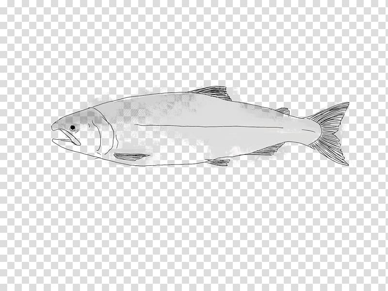 Fish Coho salmon Seafood Salmon as food, coho salmon transparent background PNG clipart