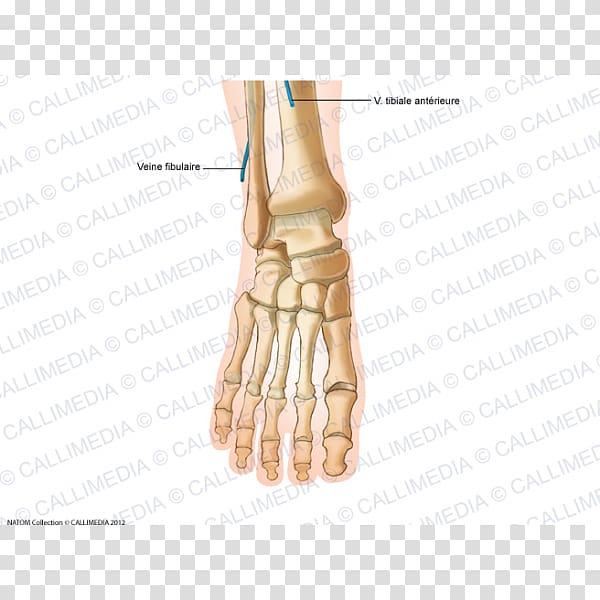 Thumb Foot Human leg Anterior tibial artery, others transparent background PNG clipart