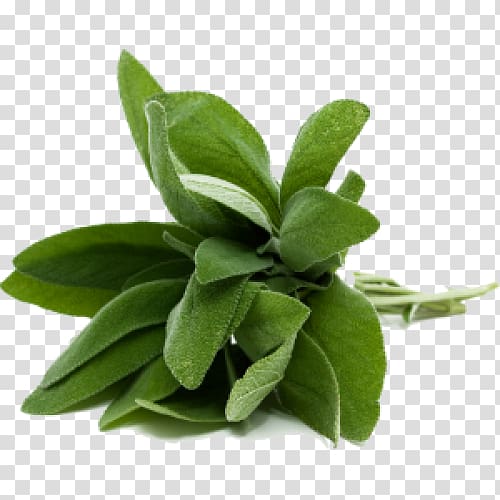 Common sage Herb Food Olive oil Thyme, fresh sage burning transparent background PNG clipart