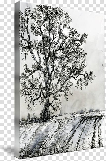 Drawing Painting Ink Birch, Poplar tree transparent background PNG clipart