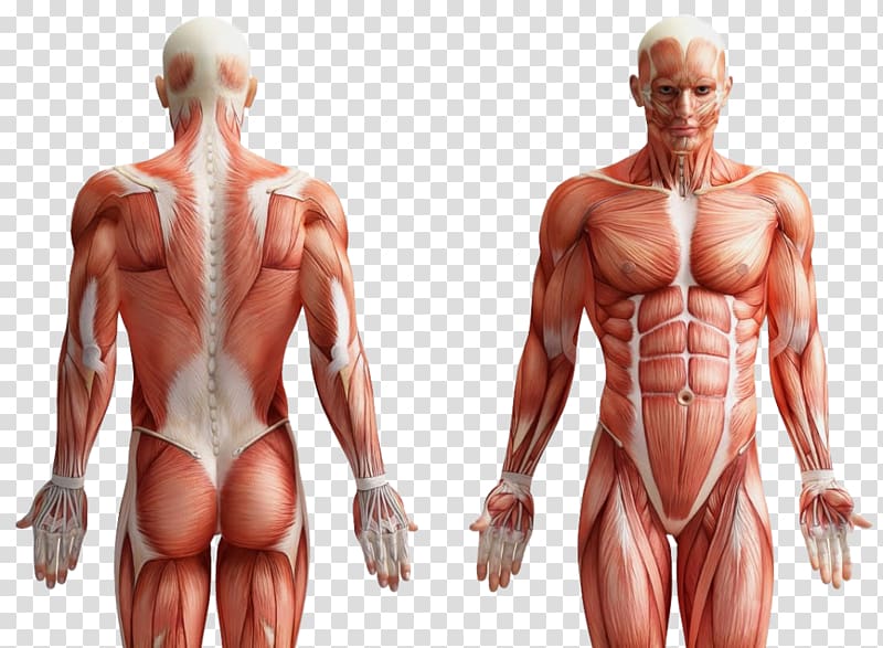 Core Rectus abdominis muscle Human body Anatomy, others transparent background PNG clipart