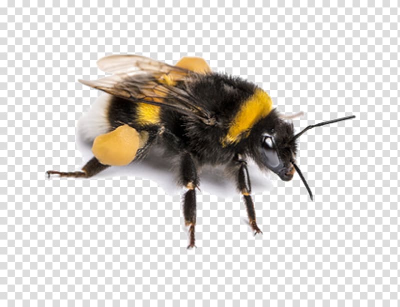 Bee Bombus terrestris Insect Pollinator , trống Đồng transparent background PNG clipart