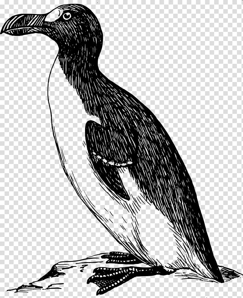 Drawing Great auk , small animal transparent background PNG clipart