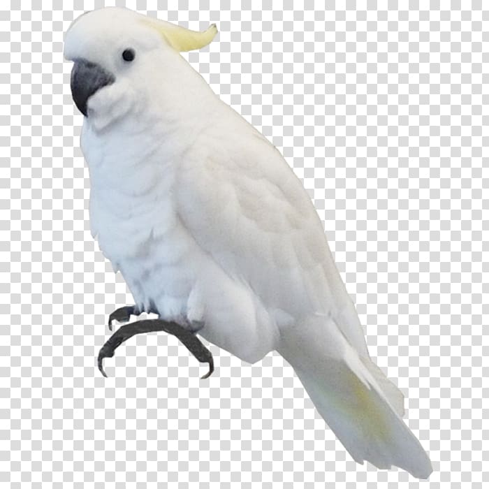 Bird Parrot Sulphur-crested cockatoo, parrot transparent background PNG clipart