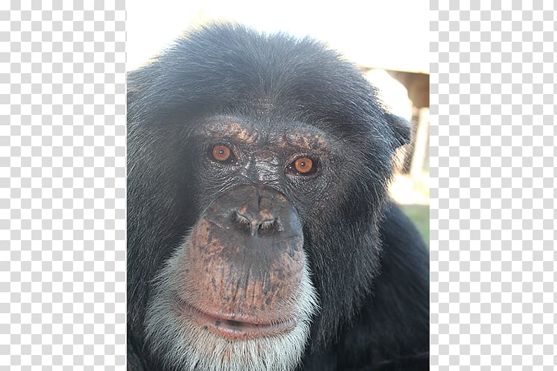 Common chimpanzee Gorilla Primate Monkey Siamang, chimpanzee transparent background PNG clipart