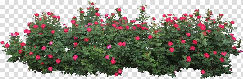 Shrub Flower Rose , Bushes , red rose beside green leaves transparent background PNG clipart