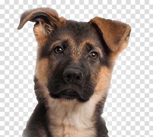 of black and tan German shepherd puppy, Young German Shepherd transparent background PNG clipart