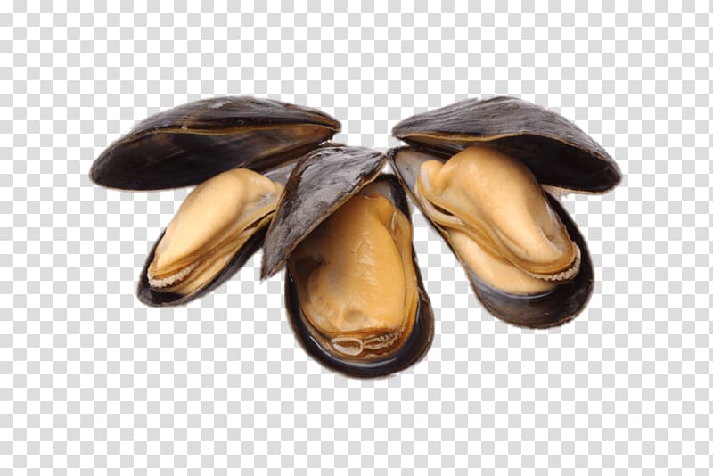 three black mussels, Open Cooked Mussels transparent background PNG clipart