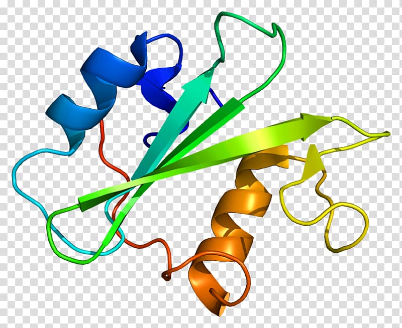 Megakaryocyte-associated tyrosine kinase Protein Leukocyte receptor tyrosine kinase, transparent background PNG clipart