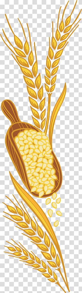 Whole grain Canola Cereal germ Common wheat Wheatgrass, wheat germ transparent background PNG clipart
