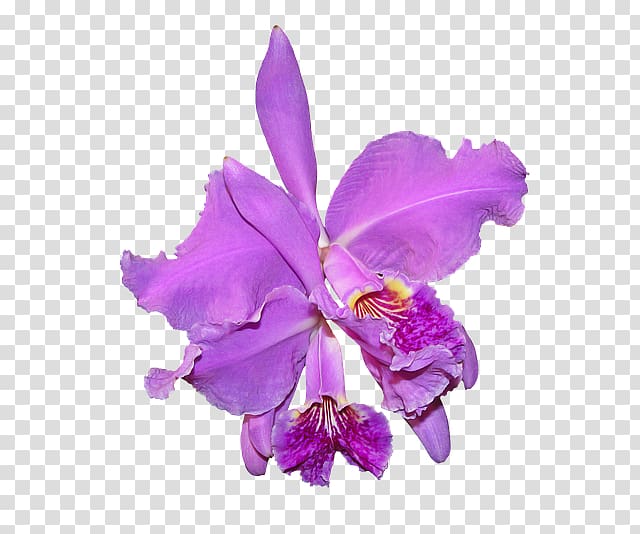 Crimson Cattleya Moth orchids Flowering plant, orchid transparent background PNG clipart