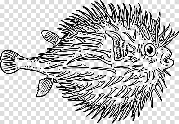 Pufferfish Coloring book Shark , Blowfish transparent background PNG clipart