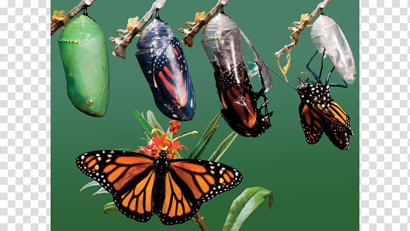 Monarch butterfly Batesian mimicry Metamorphosis Research, caterpillar transparent background PNG clipart