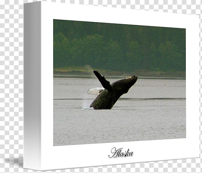 Wood /m/083vt Angle, Humpback Whale transparent background PNG clipart