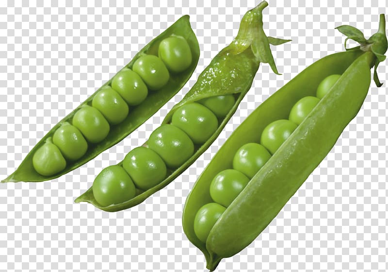 Pea transparent background PNG clipart