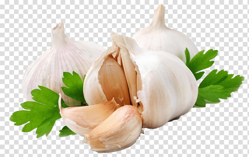 thee garlics illustration, Garlic Coriander transparent background PNG clipart
